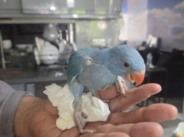 Baby Ringneck 5/6 weeks Old