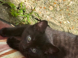 Beautiful kittens