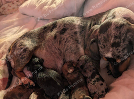 Miniature dachshund puppys