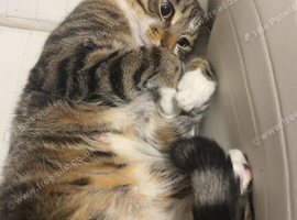 Gentle Two-Year-Old Cat Seeking a Loving Home