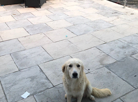 Golden retriever puppy&rsquo;s