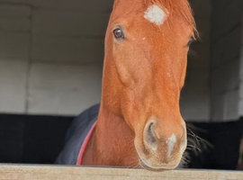 16.1hh Chestnut Thoroughbred Gelding