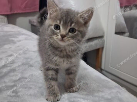 Beautiful British shorthair
