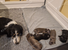 Chiweenie puppies &pound;950-1200