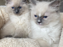 Ragdoll kittens