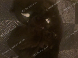 3 kittens