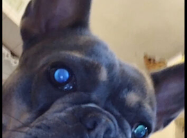French bulldog
