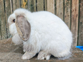 Adult mini Lops