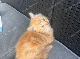 Kittens