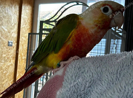 Pineapple Green-Cheek Conure