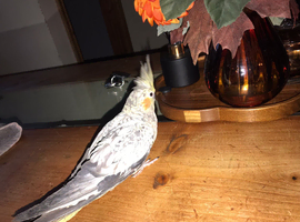 Unique coloured cockatiel