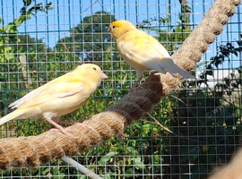 2 canaries for sale