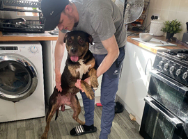 Rottweiler cross