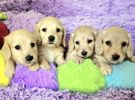 Gorgeous Clear Cream Mini Dachshunds