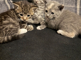 Adorable Kittens Looking for Their Forever Homes