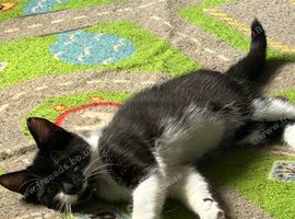 Male cat