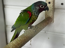 Conures