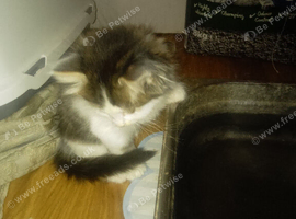 1 male kitten