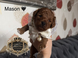 5-star licensed ESPONJOSO Exclusive Half Asian Toy Poodles | August 2026