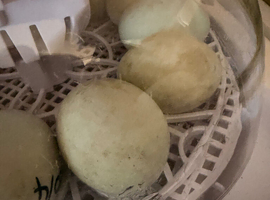 Hatching eggs