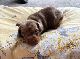 4 beautiful male puppy&rsquo;s looking for forever homes
