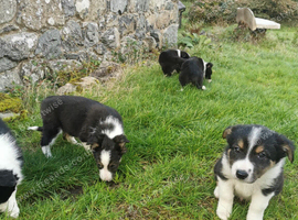 Lovely Border Collie puppies