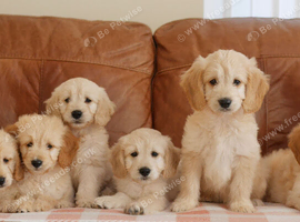 Beautiful Health Tested F1 Goldendoodle Puppies