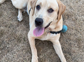 1 year old female labrador