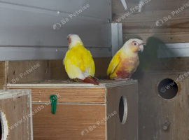 2 lutino cock conuars