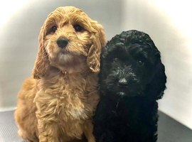 READY TODAY!!!! Gorgeous litter of 11 mini Goldendoodles
