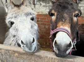 Living space for pony and horse