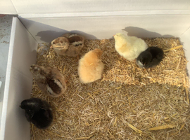 Legbar, Light Sussex, Buff Orpington, BCM chicks 1 day old