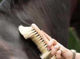 Horse Grooming & Care Service