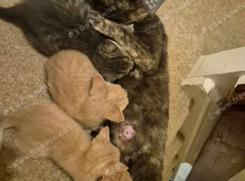 Gorgeous ginger kittens