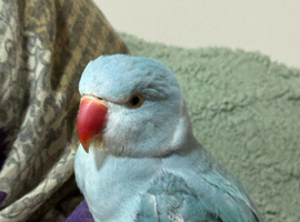 Blue Ringneck Bird for sale
