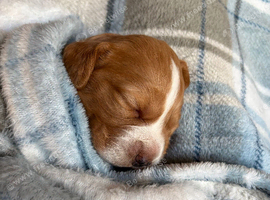 Golden girl cocker spaniel
