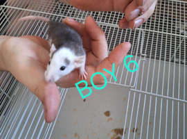 Baby male dumbo  rats