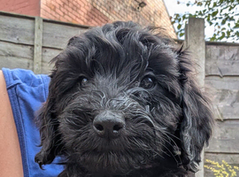 Cockapoo pups 2 left