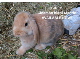 Beautiful Harlequin Mini Lops