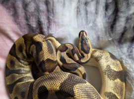 Royal pythons