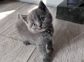 Beautiful bsh