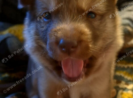 husky mix breedpuppies (READ DESCRIPTION)