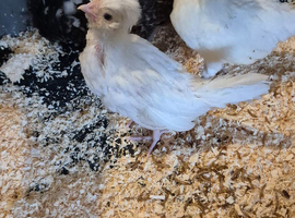 X2 white polish chicks