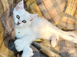 Black Silver Polydactyl Mainecoon cross Female