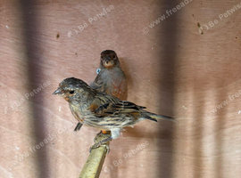 Harlequin canary's