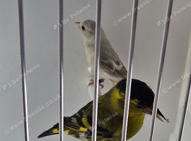 BEAUTIFUL PAIR SISKIN MUTATION COLOUR