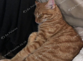 Ginger kitten
