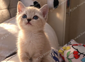 Bengal x British longhair