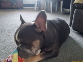 French/english bulldog puppy