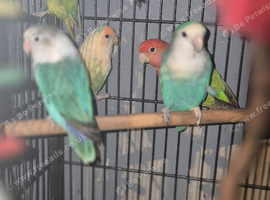 Lovebirds